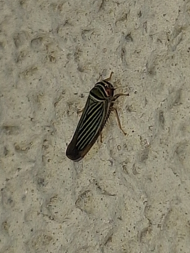 Tylozygus bifidus