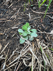 Antennaria neglecta