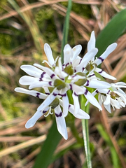 Wurmbea dioica, photograph (c) rhonda_3, some rights reserved (CC BY)