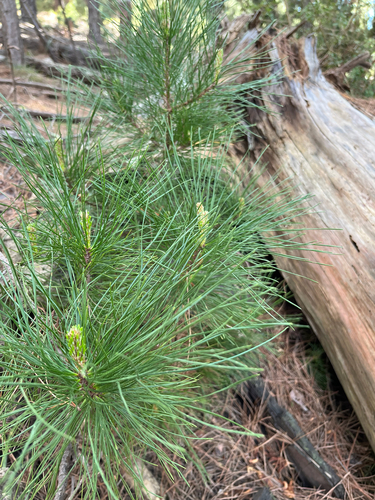 Wurmbea dioica, photograph 2
