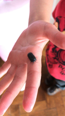 Armadillidium depressum