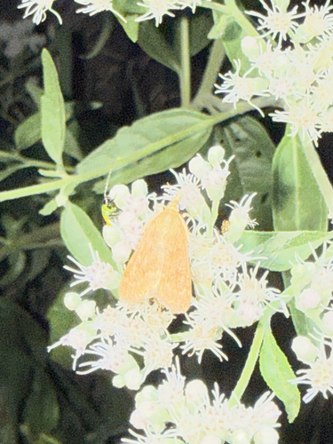 Garden Webworm Moth