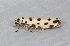 Ethmia sphaerosticha
