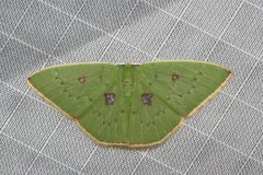 Comostola leucomerata