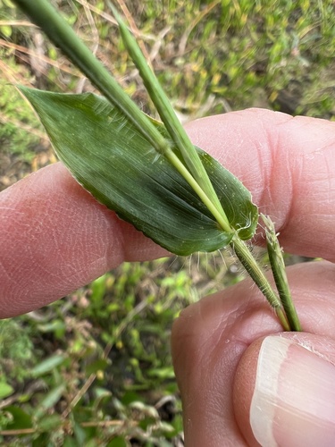 Arthraxon hispidus