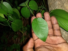Derris trifoliata