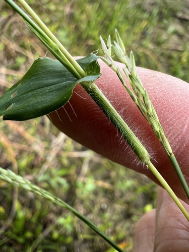 Arthraxon hispidus, photograph 2