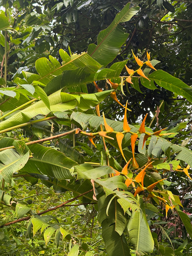 Heliconia latispatha observed 2026-09-25