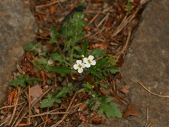 Arabidopsis arenosa