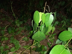 Derris trifoliata