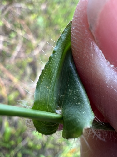 Arthraxon hispidus, photograph 6