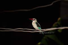 Halcyon senegalensis