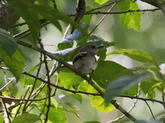 Pachycephala cinerea