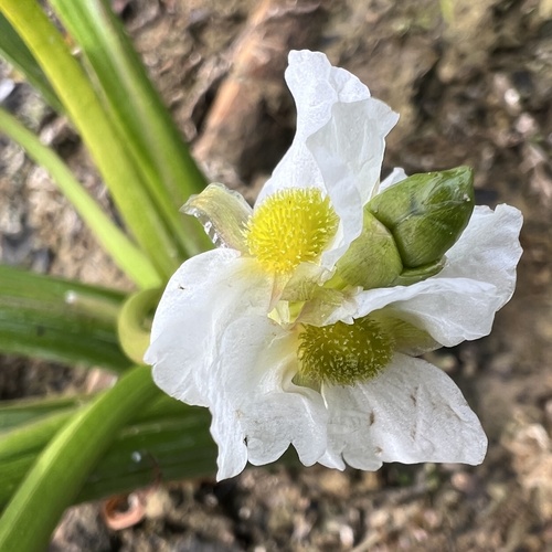Sagittaria rigida, photograph 3
