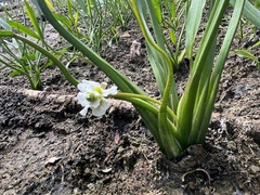 Sagittaria rigida, photograph (c) Anne Parker, some rights reserved (CC BY)