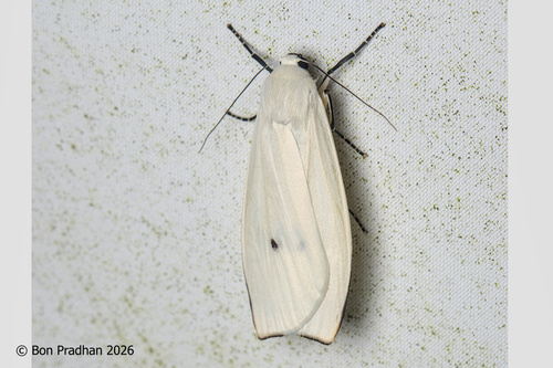 Vamuna remelana