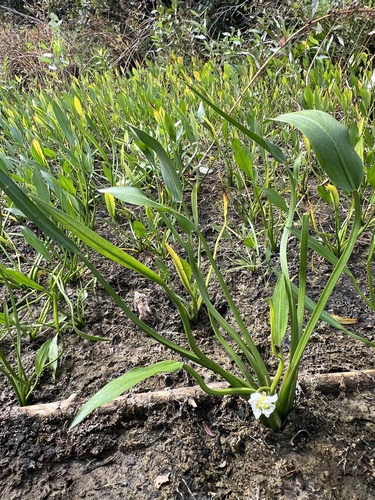 Sagittaria rigida, photograph 5