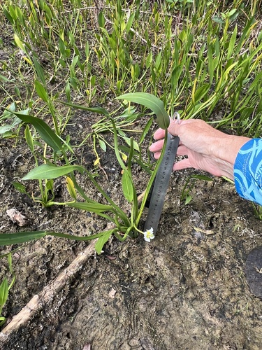 Sagittaria rigida, photograph 6