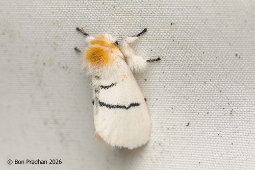 Gazalina transversa