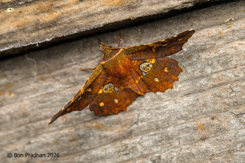 Garaeus specularis