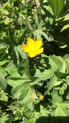 Ranunculus lanuginosus