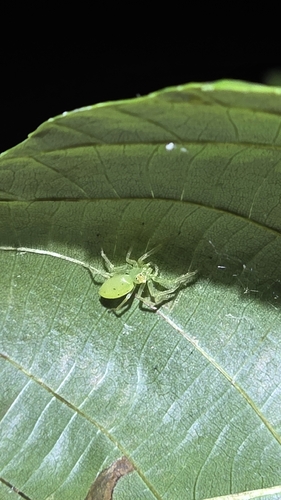 Magnolia Green Jumping Spider