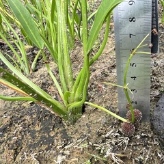 Sagittaria rigida