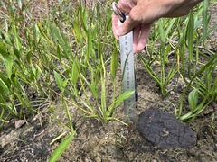 Sagittaria rigida, photograph (c) Anne Parker, some rights reserved (CC BY)