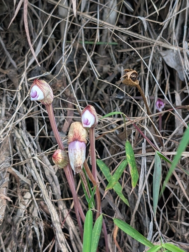 Aeginetia indica, photograph 2
