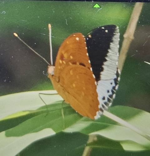 Common Archduke