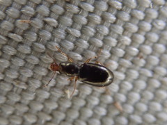 Salpingus planirostris