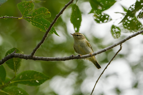 Yellow-browed Warbler
