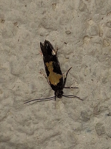 Red-necked Peanutworm Moth
