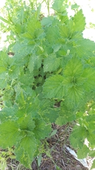 Marrubieae