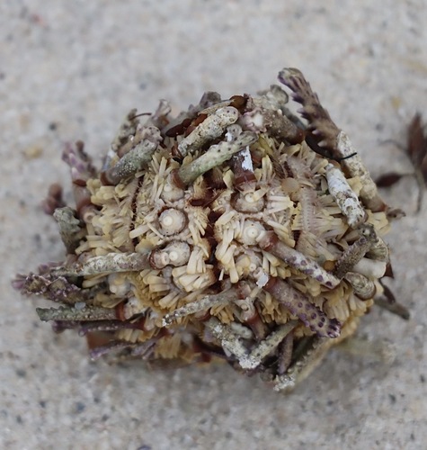 Goniocidaris tubaria observed 2026-09-24