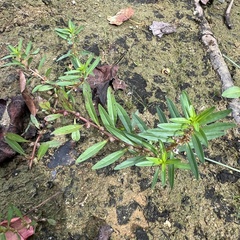 Rotala ramosior