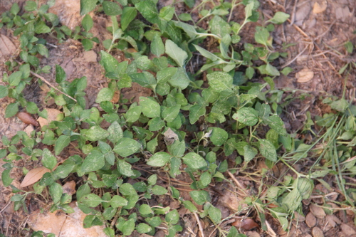 Calyptocarpus vialis, photograph 3