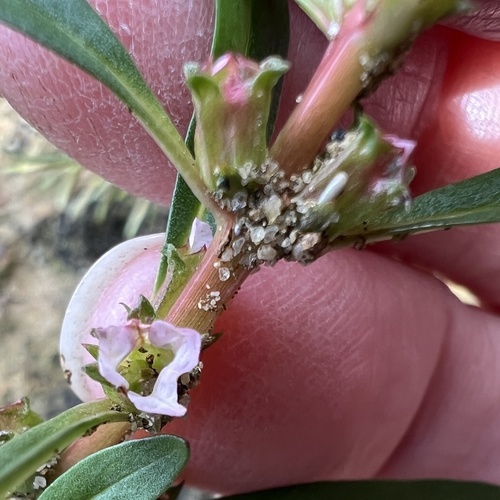 Rotala ramosior, photograph 1