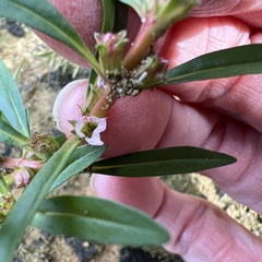 Rotala ramosior, photograph (c) Anne Parker, some rights reserved (CC BY)