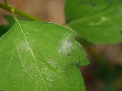 Erysiphe symphoricarpi