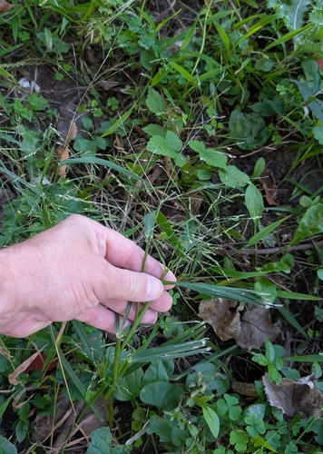 Panicum dichotomiflorum, photograph 6