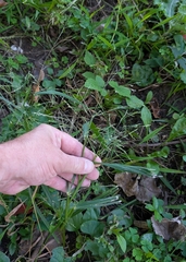 Panicum dichotomiflorum, photograph (c) Alan Prather, some rights reserved (CC BY)