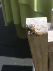 Rhaphigaster nebulosa