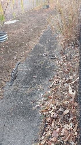 Bush Stone-curlew