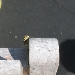 Rhaphigaster nebulosa