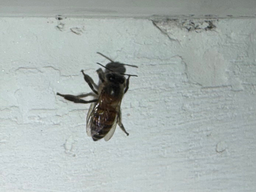 Asian Honey Bee