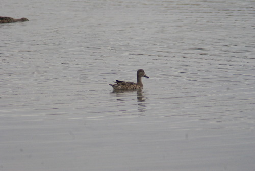 Blue-winged Teal