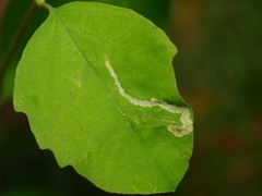 Aulagromyza hendeliana