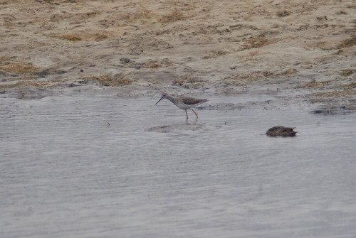 Greater Yellowlegs