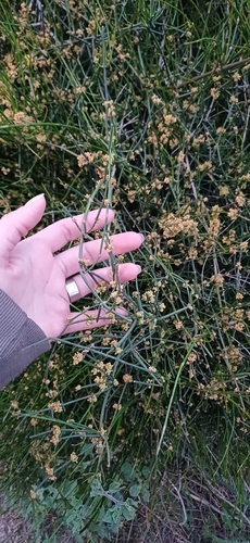 Ephedra tweedieana